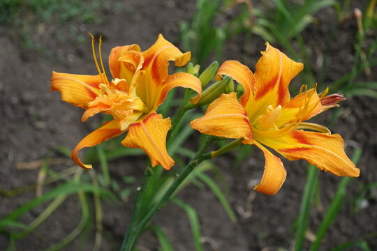 Closeup of two double orange flowers of daylilies in mid July