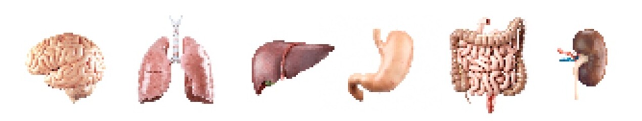A detailed pixel art style illustration showcasing various human organs including the brain, lungs, liver, stomach, intestines, and kidney, highlighting their anatomical features