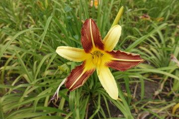 1 yellow and brown flower of Hemerocallis fulva in mid July