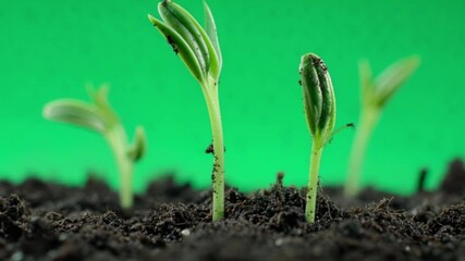 New growth emerging from fertile soil, representing beginnings and potential