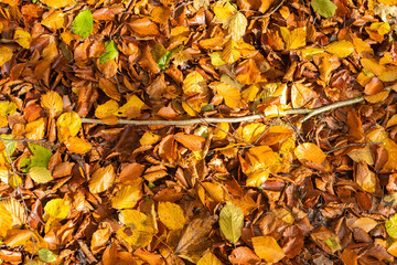 Colorful Autumn Leaves on the Ground