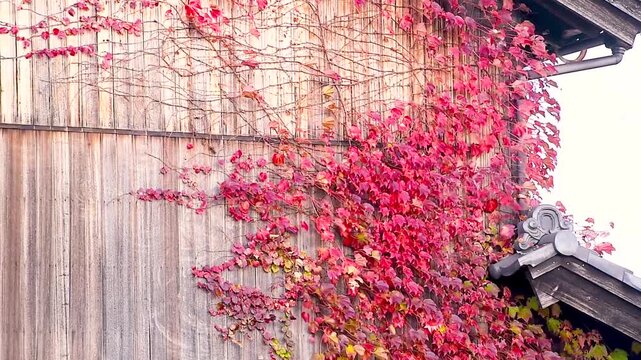 Red ivy climbing on rustic wooden house wall