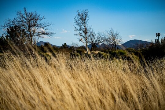 Golden tall grass field with sparse leafless trees and distant mountains under a clear blue sky in a natural landscape