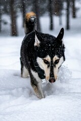Black and tan dog running through deep snow in a forest during a heavy snowfall winter season