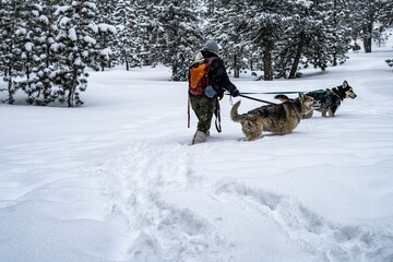Person walking two German Shepherd dogs on a snowy trail in a dense winter forest with fresh snow covering the ground and trees