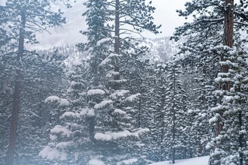 Snow-covered pine trees in a dense forest during a winter snowfall creating a serene and peaceful natural landscape