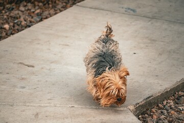 Small Yorkshire Terrier dog walking on a concrete sidewalk surrounded by natural outdoor environment