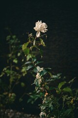 Close-up of a single white rose blooming on a green leafy bush against a dark natural background in a garden setting