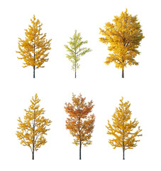 Autumn tree collection cutout set isolated png on a transparent background premium nature cut out