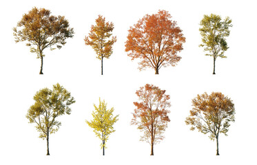 Autumn tree collection cutout set isolated png on a transparent background premium nature cut out