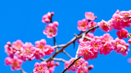梅の花