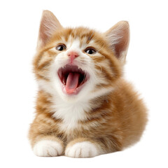 Adorable tiny ginger kitten with mouth wide open in a big yawn, isolated on a transparent background