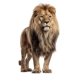 Majestic male lion with flowing mane stands powerfully, exuding regal strength and wild grace, isolated on a transparent background