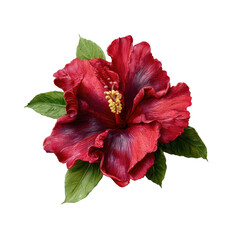 Stunning red hibiscus flower with vibrant green leaves, perfect for tropical designs, isolated on a transparent background