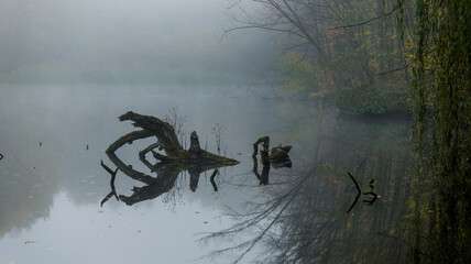 Misty lake scene with tree trunk and reflections in the water