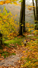 Fototapeta premium Autumn forest path with colorful foliage and trees in soft focus