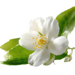 Delicate white jasmine flower with vibrant green leaves, symbol of purity and natural beauty, isolated on a transparent background