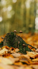 Mushrooms growing on a mossy tree stump in an autumn forest