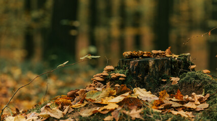 Autumn forest scene with a tree stump, mushrooms, and fallen leaves