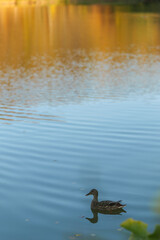 A lone duck swims peacefully on a calm lake with autumn reflections