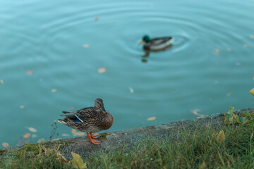 A beautiful duck resting on a log near a pond with another duck swimming in the background