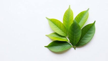 Green leaves arranged on white background in natural style  