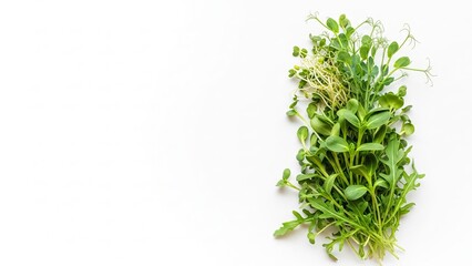Fresh microgreens arranged on a white background  