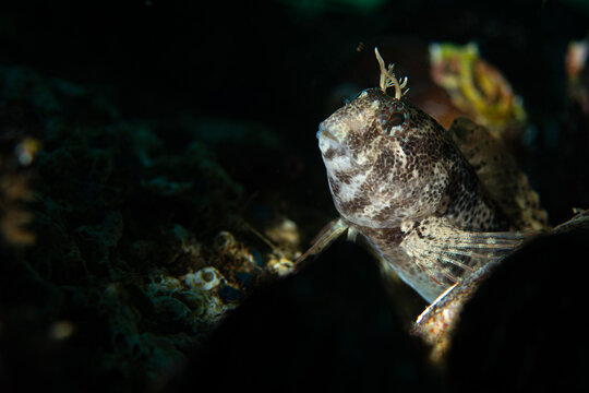 Horozbina. Parablennius zvonimiri - Zvonimir's blenny. Blenny fish. İzmit T&uuml;rkiye
