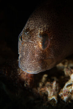 Horozbina. Parablennius zvonimiri - Zvonimir's blenny. Blenny fish. İzmit T&uuml;rkiye
