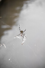 Cross spider seen from above in the center of a web. The spider eating his prey on the web with a river in background.