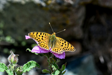 A close-up of a Queen of Spain Fritillary butterfly ($Issoria$ $lathonia$) with orange and black spotted wings, resting on a small purple flower in a natural, rocky outdoor setting.