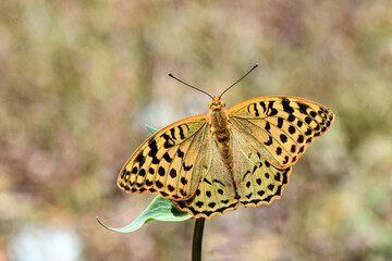 A beautiful Cardinal butterfly (Argynnis pandora) with large, bright orange wings and distinct black markings rests on a green leaf. This large fritillary is captured in a macro wildlife close-up.