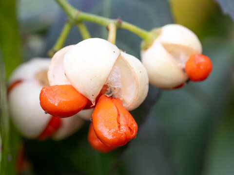 White Euonymus europaeus blooming in a great Macro Shot 2025. High quality photo