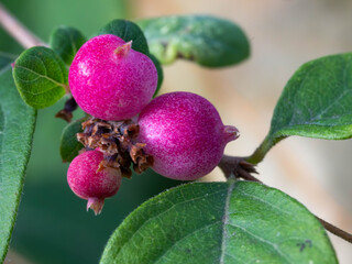 Purple Coral Berry in a Macro Photo in High Quality 2025. High quality photo