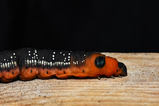 Extreme macro close-up of the Oleander Hawk-moth (Daphnis nerii) caterpillar head section. Highlights the striking orange color, black segments, and prominent blue eyespot against a wooden surface.