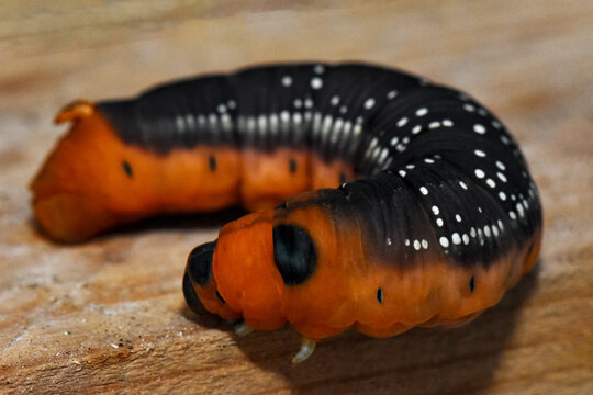A large, distinctive Oleander Hawk-Moth caterpillar (Daphnis nerii) in its late instar stage, featuring red-orange and dark brown colors with a prominent blue eyespot, resting on a cut wooden surface.