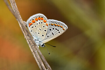 small Common Blue butterfly (Polyommatus icarus) rests on dry brown stem, displaying intricate underside wing pattern of black spots and vibrant orange crescent markings against a pale background.