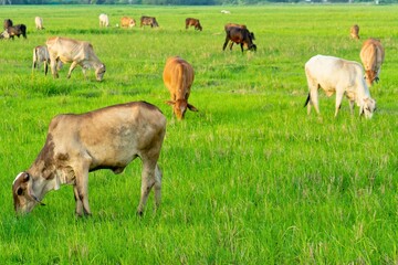 Cattle grazing peacefully in a vast green meadow under bright daylight