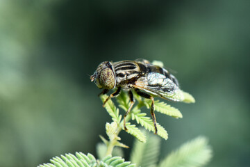 A close-up shot of a black and yellow striped hoverfly (syrphid fly) perched on the delicate, bright green foliage of a plant, with a soft, natural background.