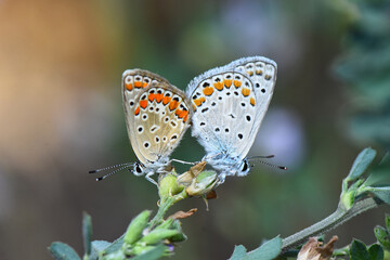 A macro photograph of two Common Blue butterflies (Polyommatus icarus) mating on a delicate plant stem in a field, showcasing the beauty and intimacy of nature's reproductive cycle.