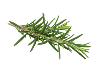 Fototapeta premium Isolated sprig of fresh green rosemary on light background for cooking and flavoring food