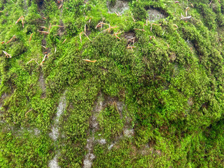 Obraz premium Thick green moss almost completely covers the gray rock. Close-up of the moss.