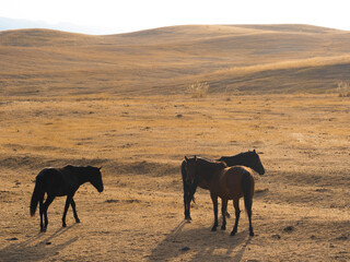 Freedom and tranquility: wild horses grazing in Central Asian foothills under open skies