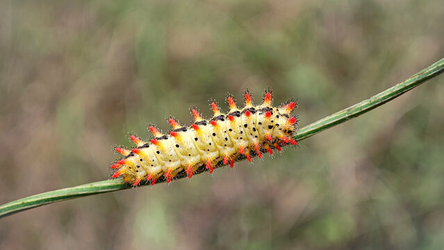 A brightly colored Eastern Festoon butterfly (Zerynthia polyxena) caterpillar crawls on a green plant stem. Features a yellow body with black dots and striking red/orange spiked tubercles. 