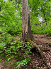 A lush forest scene with moss-covered trees and fallen logs in a dense woodland setting.