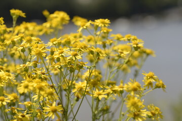 Fototapeta premium Pâquerettes sur la côte