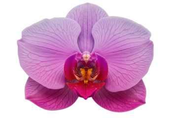 Isolated purple orchid flower with magenta center, blooming blossom and delicate petals