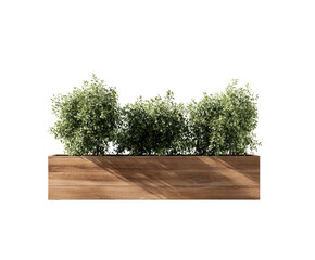 Plants in wooden planter box; sunny day casting shadows