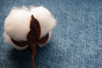 Cotton boll with fluffy fibers on blue denim background.