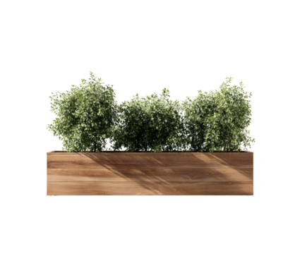 Plants in wooden planter box; sunny day casting shadows